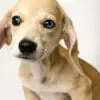 Dachshund Puppy for Sale in Puchong KL Malaysia