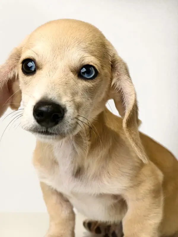 Dachshund Puppy for Sale in Puchong KL Malaysia