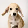 Dachshund Puppy for Sale in Puchong KL Malaysia