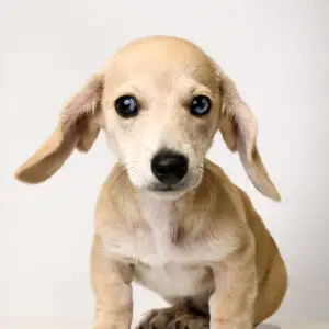Dachshund Puppy for Sale in Puchong KL Malaysia