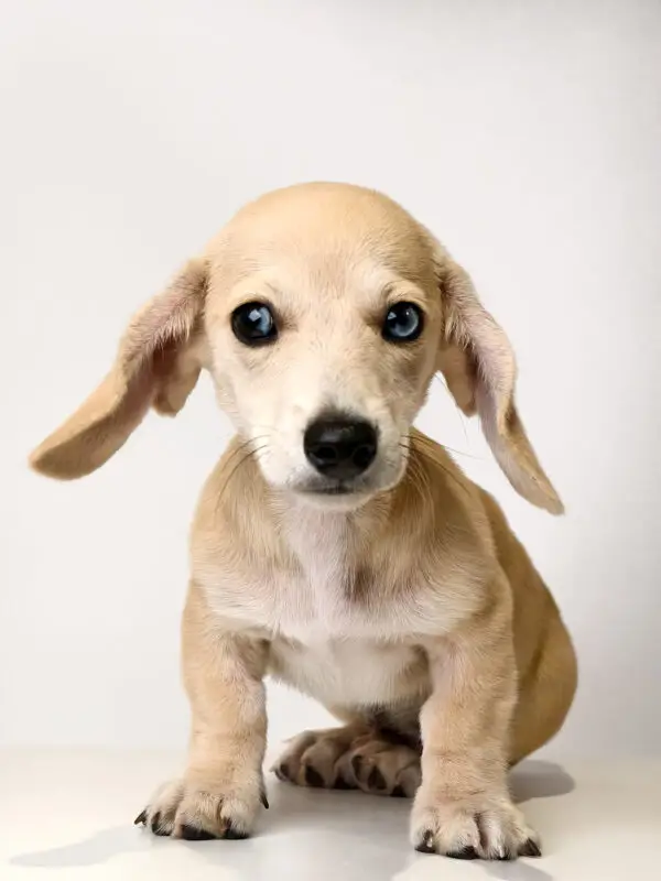 Dachshund Puppy for Sale in Puchong KL Malaysia