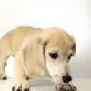 Dachshund Puppy for Sale in Puchong KL Malaysia