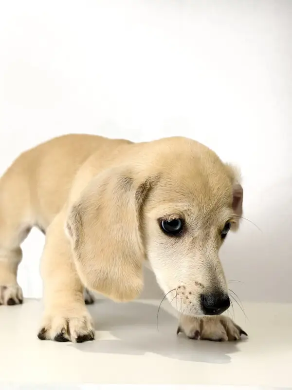 Dachshund Puppy for Sale in Puchong KL Malaysia