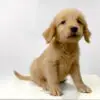 Golden Retriever Puppy for Sale in Puchong KL Malaysia