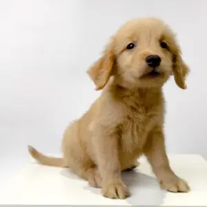Golden Retriever Puppy for Sale in Puchong KL Malaysia