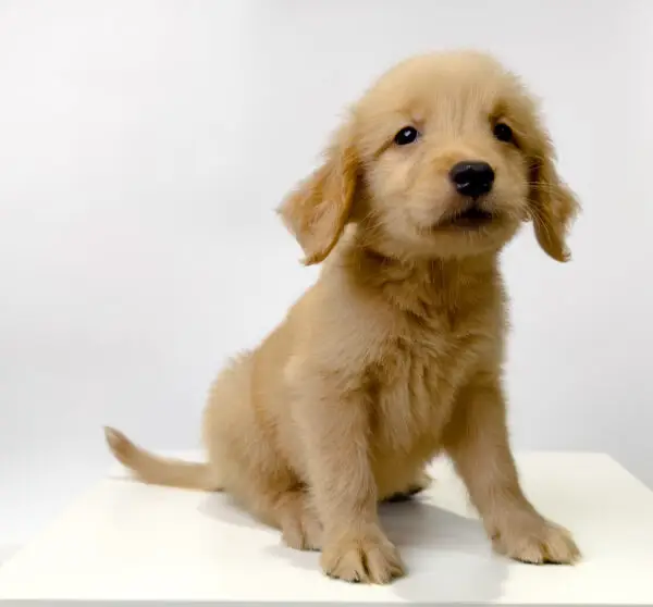 Golden Retriever Puppy for Sale in Puchong KL Malaysia