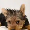 Silky Terrier Puppy for Sale in Puchong KL Malaysia