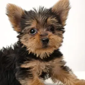 Silky Terrier Puppy for Sale in Puchong KL Malaysia