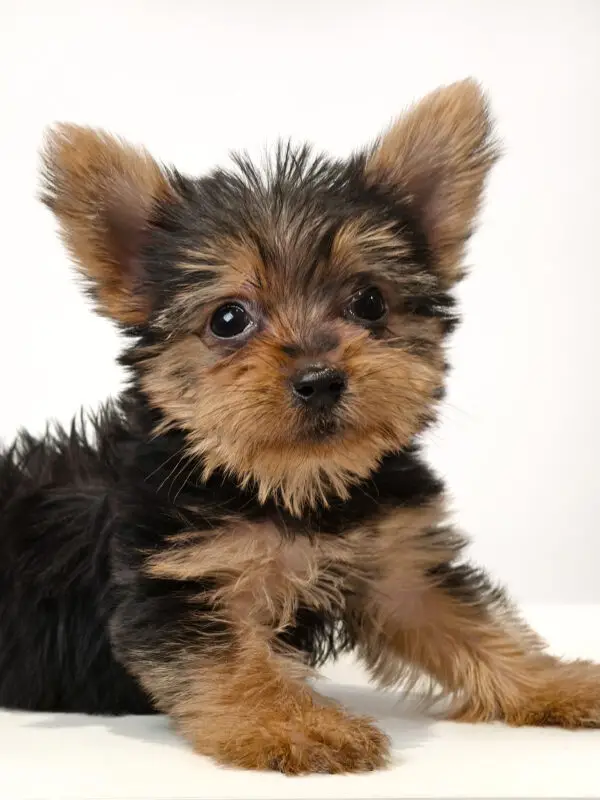 Silky Terrier Puppy for Sale in Puchong KL Malaysia