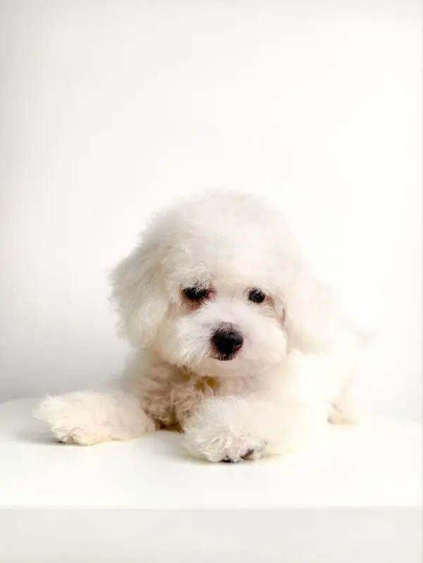 Bichon Puppy for Sale in Puchong KL Malaysia