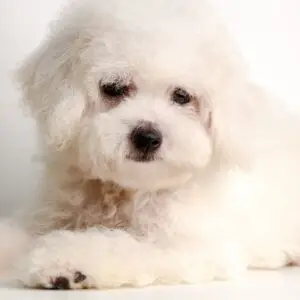 Bichon Puppy for Sale in Puchong KL Malaysia