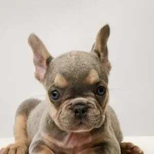 French Bulldog Puppy for Sale in Puchong KL Malaysia
