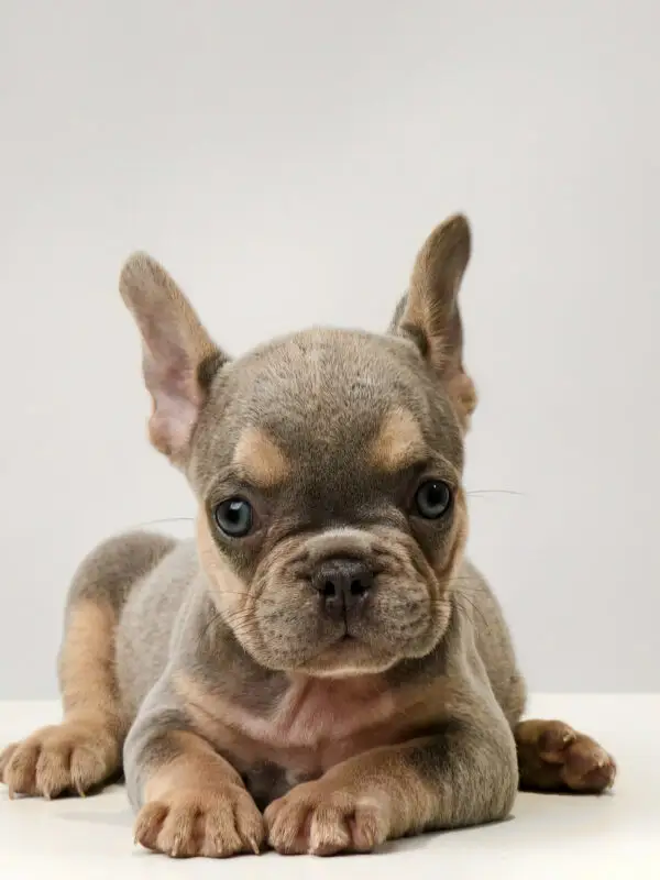 French Bulldog Puppy for Sale in Puchong KL Malaysia