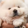 Chow Chow Puppy for Sale in Puchong Kuala Lumpur KL Malaysia