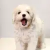 Maltipoo Puppy for Sale in Puchong KL Malaysia