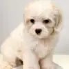 Maltipoo Puppy for Sale in Puchong KL Malaysia