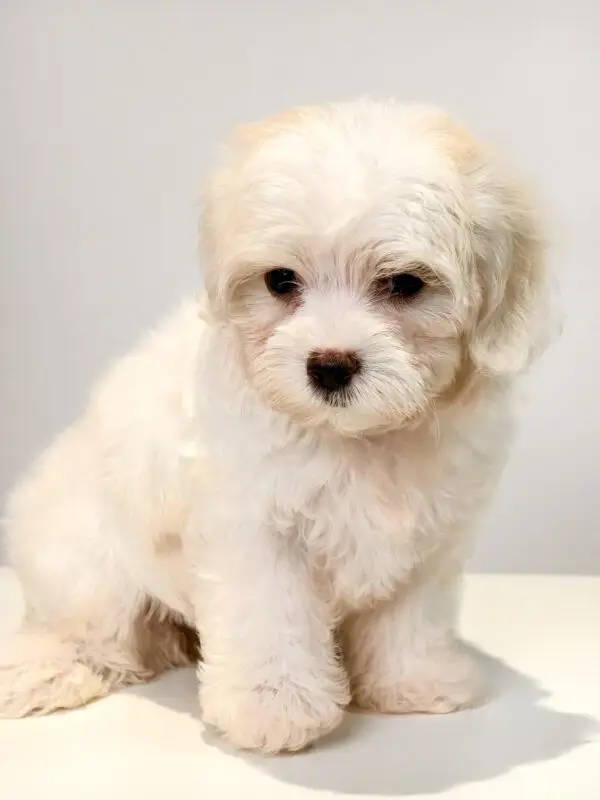 Maltipoo Puppy for Sale in Puchong KL Malaysia