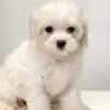 Maltipoo Puppy for Sale in Puchong KL Malaysia