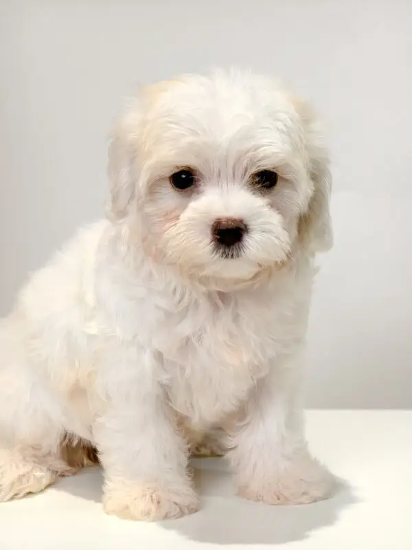 Maltipoo Puppy for Sale in Puchong KL Malaysia