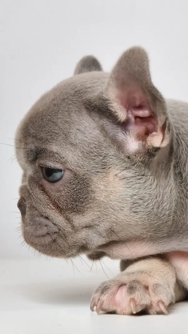 French Bulldog Puppy for Sale in Puchong Kuala Lumpur KL Malaysia