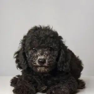 Poodle Puppy for Sale in Puchong KL Malaysia