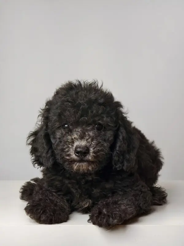 Poodle Puppy for Sale in Puchong KL Malaysia