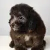 Poodle Puppy for Sale in Puchong KL Malaysia