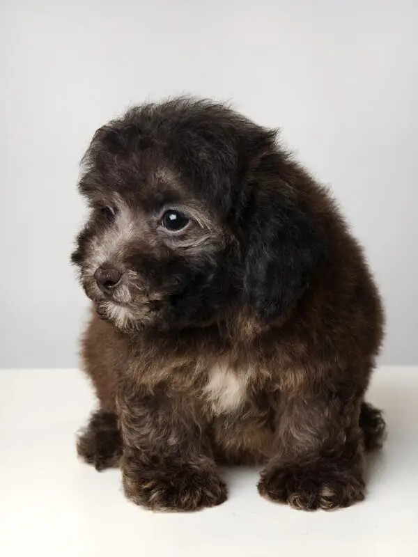Poodle Puppy for Sale in Puchong KL Malaysia