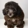 Poodle Puppy for Sale in Puchong KL Malaysia