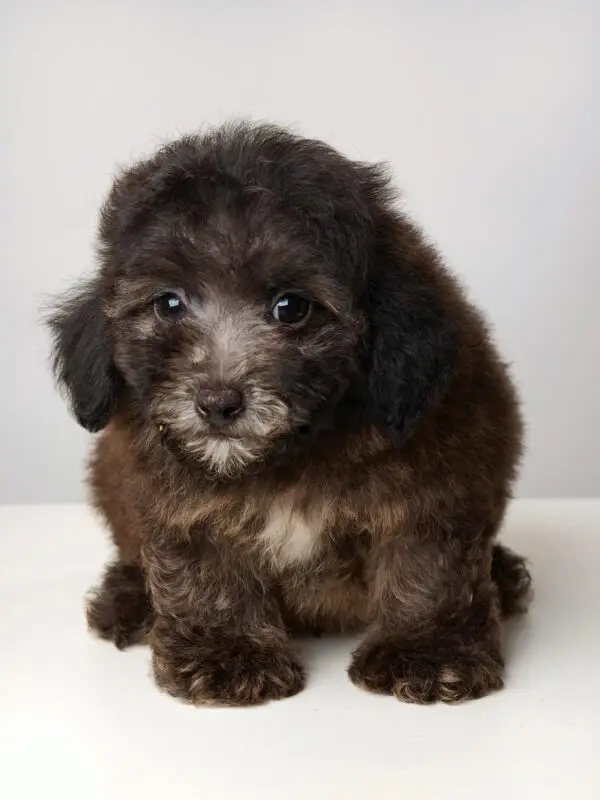Poodle Puppy for Sale in Puchong KL Malaysia