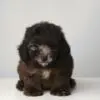 Poodle Puppy for Sale in Puchong KL Malaysia