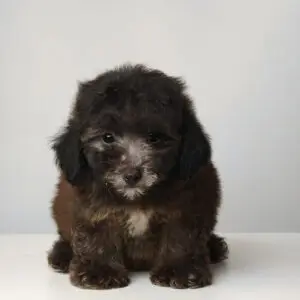 Poodle Puppy for Sale in Puchong KL Malaysia