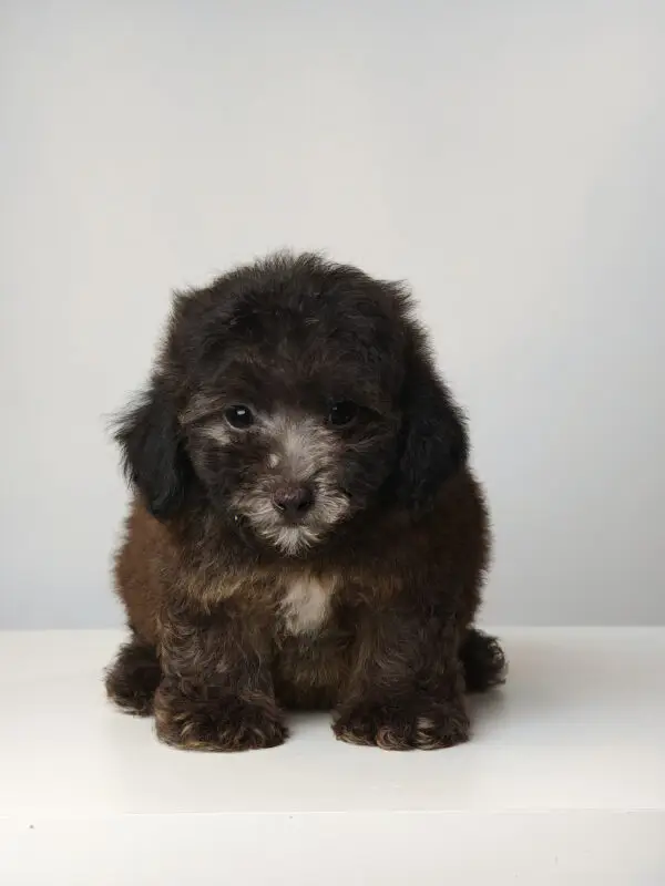 Poodle Puppy for Sale in Puchong KL Malaysia