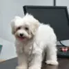 Maltese Puppy for Sale in Puchong KL Malaysia