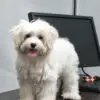 Maltese Puppy for Sale in Puchong KL Malaysia