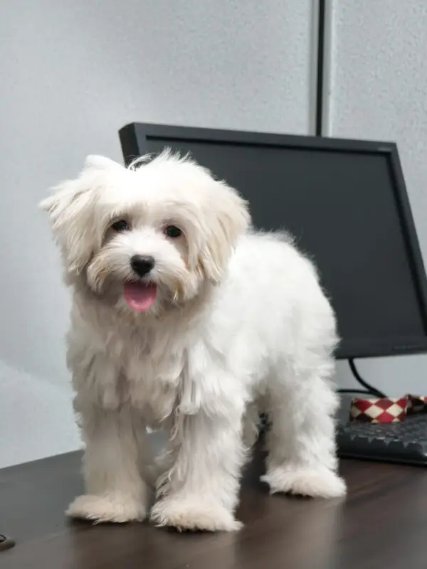 Maltese Puppy for Sale in Puchong KL Malaysia