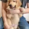 Golden Retriever Puppy for Sale in Puchong KL Malaysia
