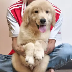Golden Retriever Puppy for Sale in Puchong KL Malaysia