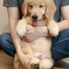 Golden Retriever Puppy for Sale in Puchong KL Malaysia