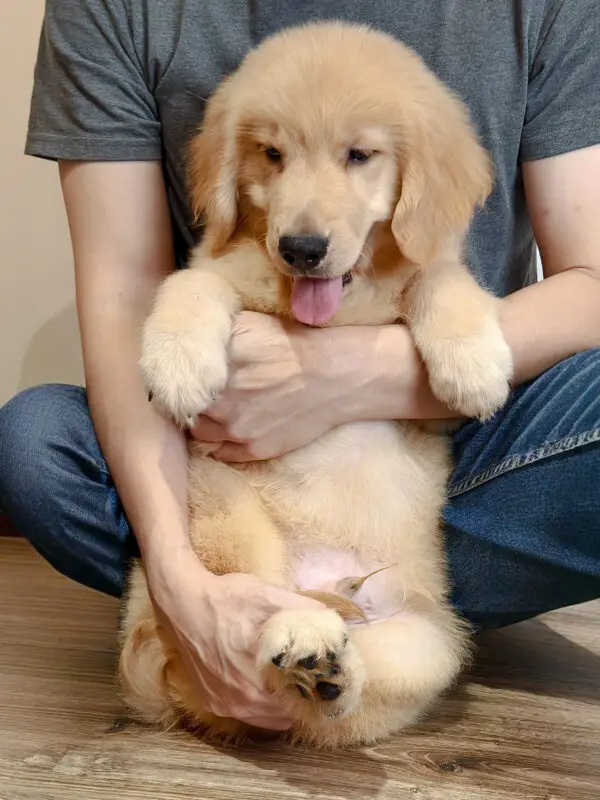 Golden Retriever Puppy for Sale in Puchong KL Malaysia