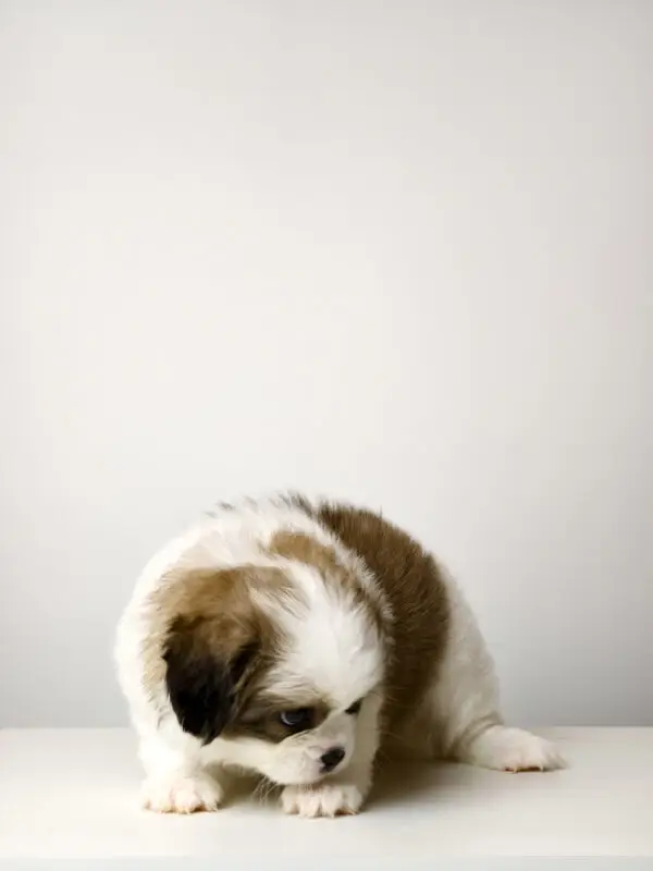 Shih Tzu mixed Puppy for Sale in Puchong KL Malaysia