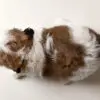 Shih Tzu mixed Puppy for Sale in Puchong KL Malaysia