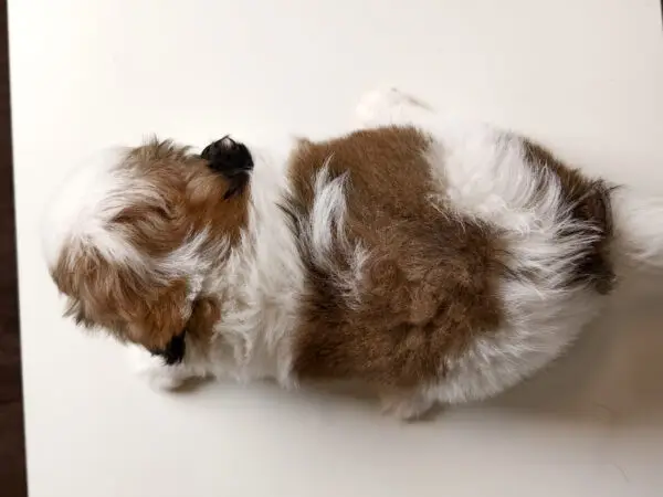 Shih Tzu mixed Puppy for Sale in Puchong KL Malaysia