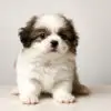 Shih Tzu mixed Puppy for Sale in Puchong KL Malaysia