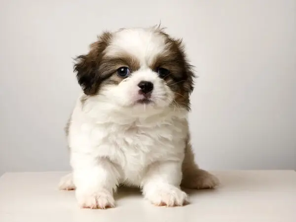 Shih Tzu mixed Puppy for Sale in Puchong KL Malaysia