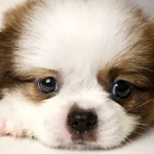 Shih Tzu mixed Puppy for Sale in Puchong KL Malaysia