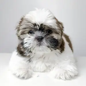 Shih Tzu Puppy for Sale in Puchong KL Malaysia