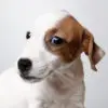 Jack Russell Puppy for Sale in Puchong KL Malaysia