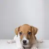 Jack Russell Puppy for Sale in Puchong KL Malaysia