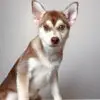 Pomsky Puppy for Sale in Puchong KL Malaysia